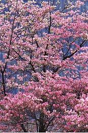 《潜水员戴夫》全新联动DLC“一番假日” 预告公布